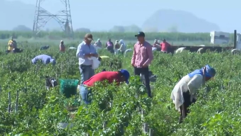 Por lo menos en el municipio de Culiacán se descarta el trabajo de mano de obra infantil