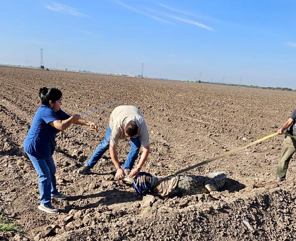 Un cocodrilo de casi tres metros, fue capturado y liberado por PC Municipal y GEPA