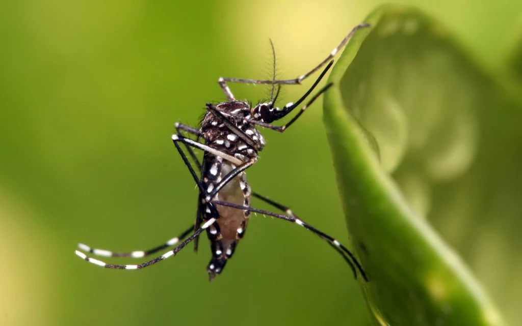 No hay que bajar la guardia ante casos de dengue