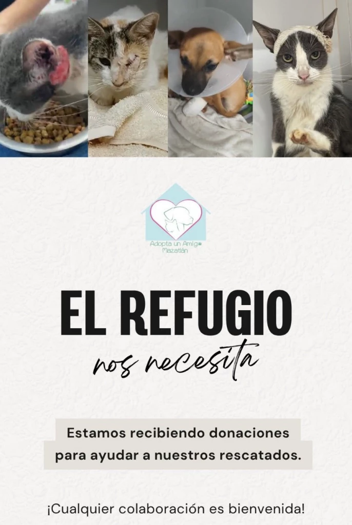 Refugio de animales en Mazatlán hace pausa temporal en rescates por falta de recursos