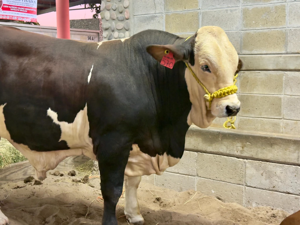 Por el Día del Ganadero, gran celebración en la Expo Ganadera Sinaloa 2025