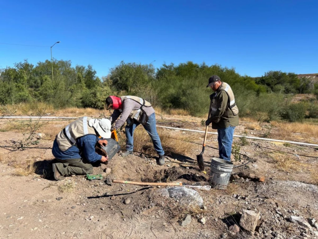 Concluye reforestación en “La Oreja” y avanza transformación de La Sauceda