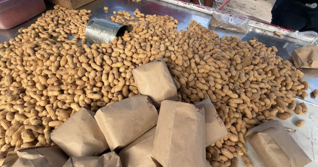 Crisis en el campo: cacahuate de Choix sin precio justo ni compradores