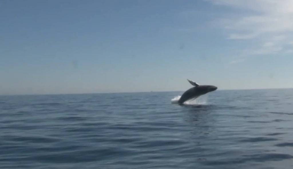 Mazatlán se prepara para la temporada de avistamiento de ballenas