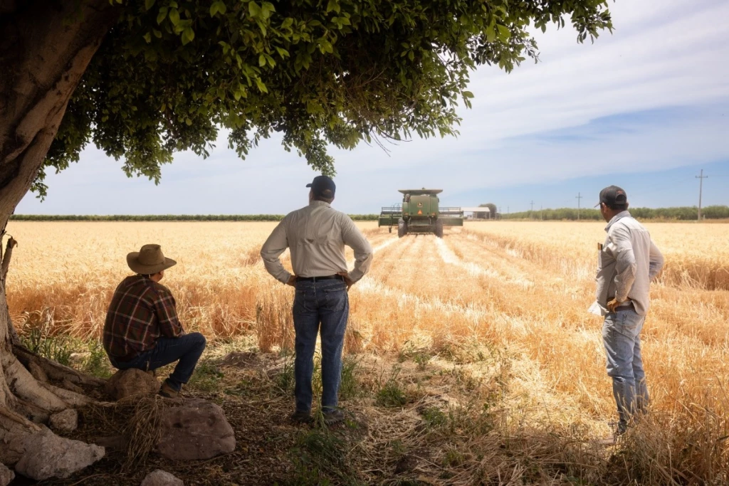 Sonora gestiona agilizar pagos para productores de trigo y maíz