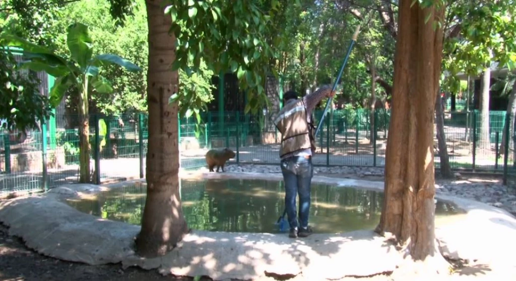 Llega nuevo inquilinos al Zoológico de Culiacán