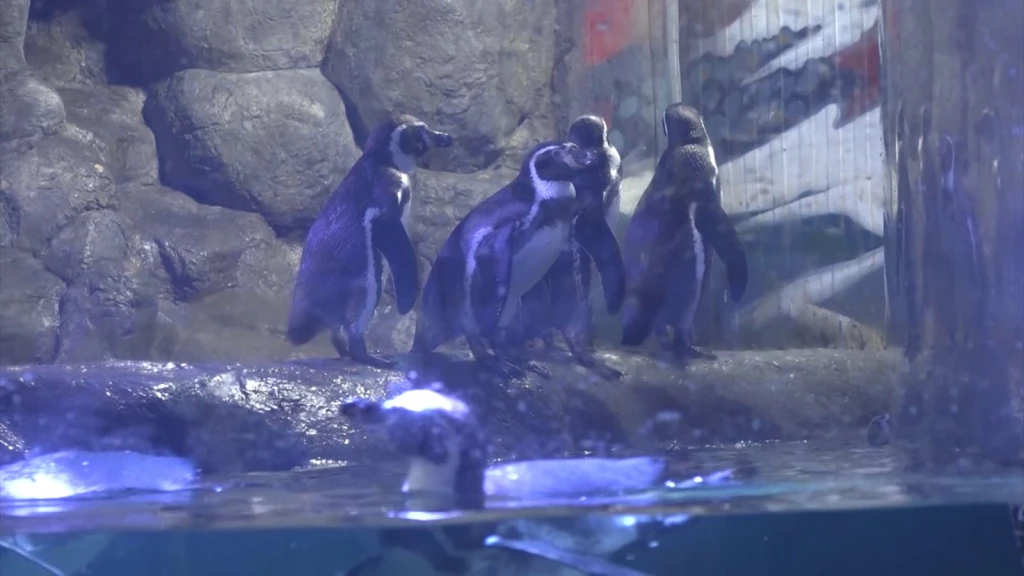Acuario Mazatlán se prepara con nuevos atractivos para el 2026