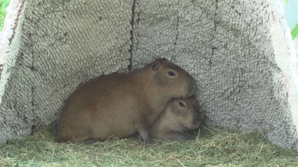 Puedes participar en la elección del nombre de los dos nuevos capibaras del zoológico