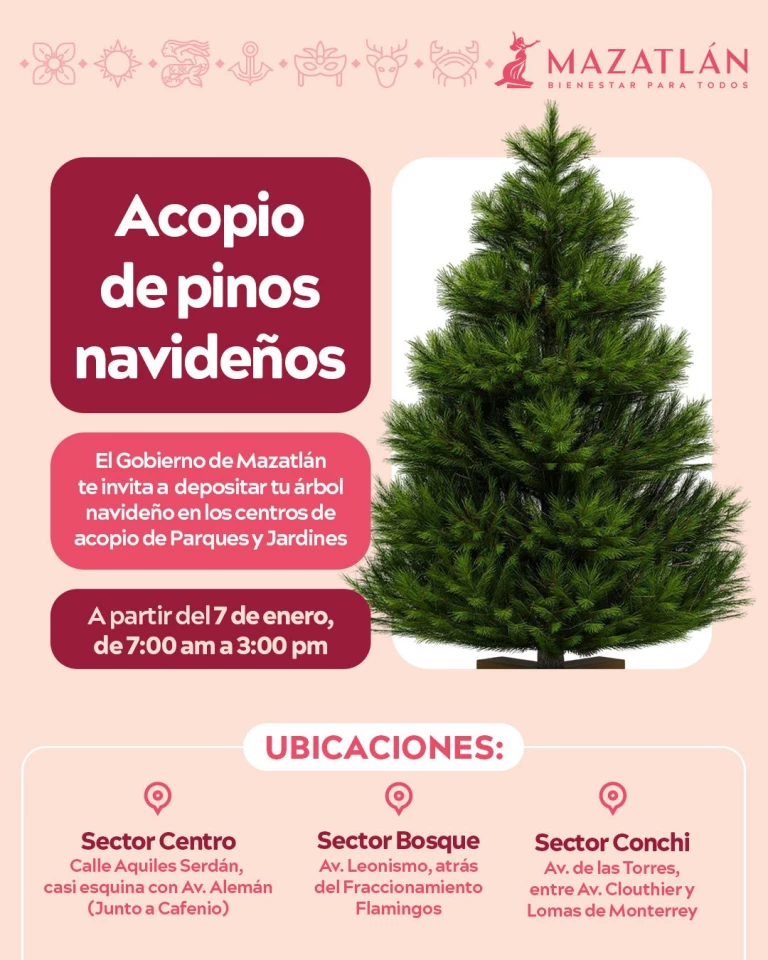 A partir de este 07 de enero se estarán recibiendo pinos en los campamentos de Parques y Jardines