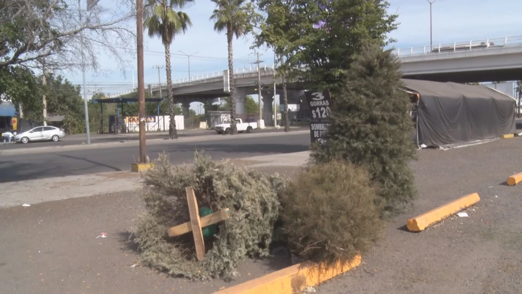 Habilita el Ayuntamiento de Culiacán 13 Centros de Acopio para arbolitos navideños