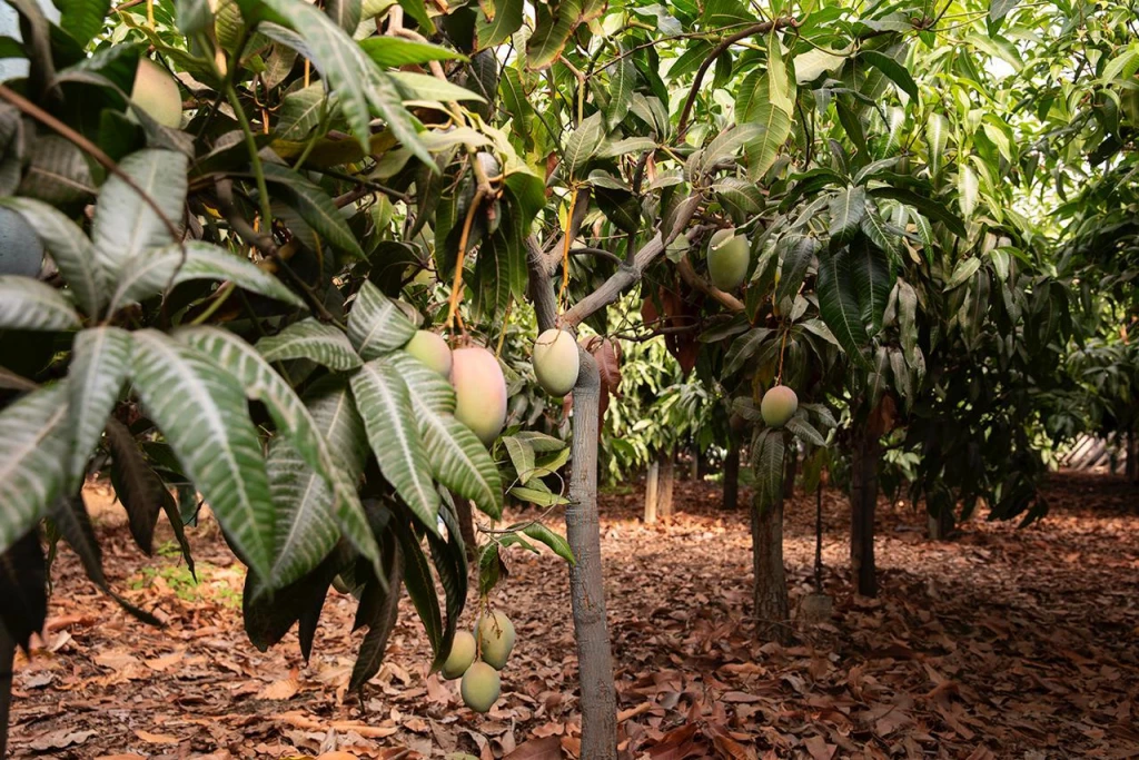 Los productores de mango ya pueden registrar sus huertas