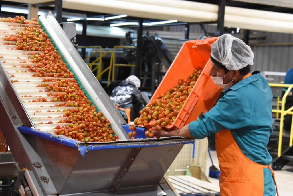 Crece la producción de tomate rojo en Sonora