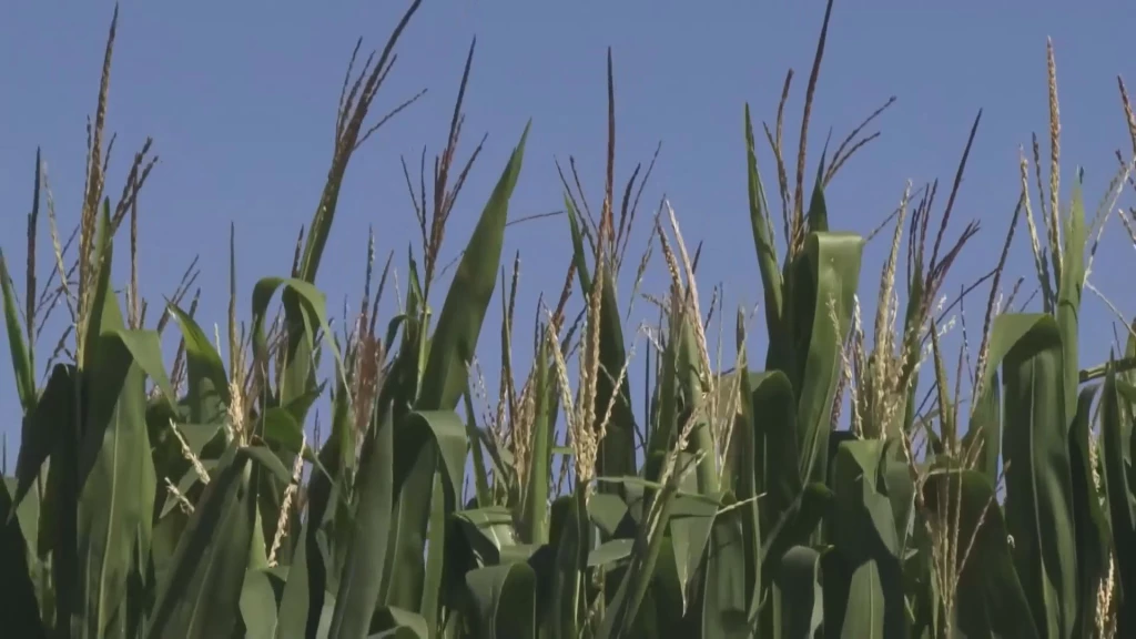 Sigue el panorama complicado para el sector agrícola con el desplome 8% en precio de maíz
