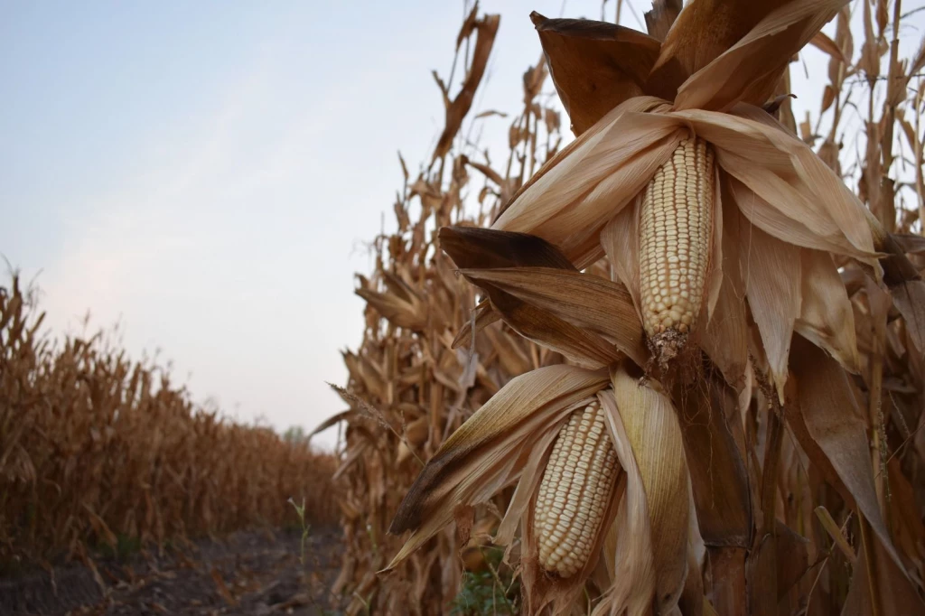 Productores al límite exigen rescate al campo la COUC exige apoyo inmediato