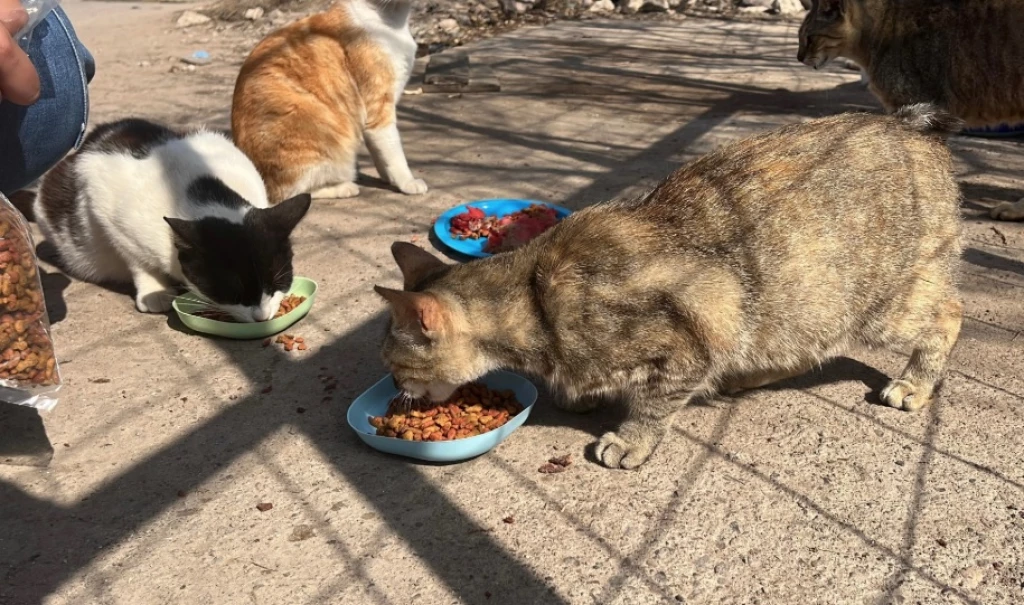 Existe sobrepoblación de gatos en distintas colonias de Mazatlán