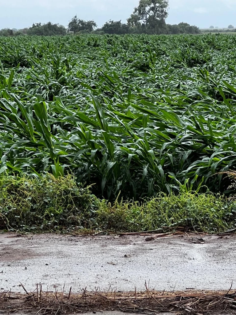 Lluvias provocan quiebre de plantas de maíz