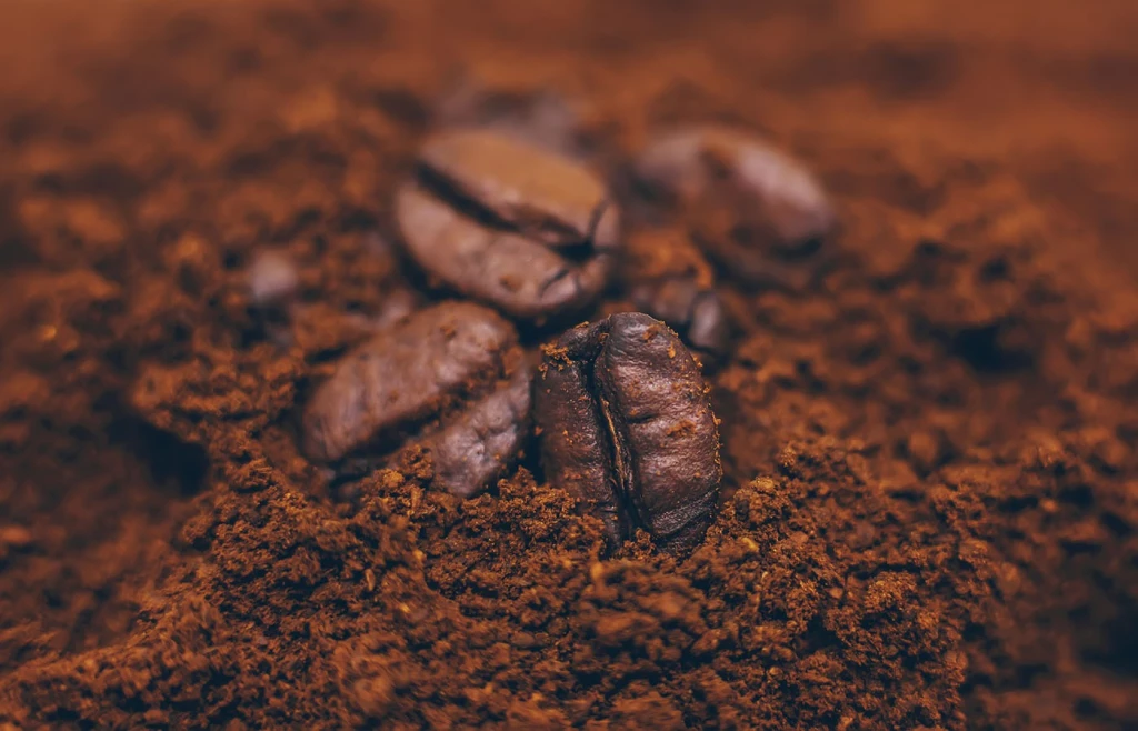 Investigador de la UAS propone el bagazo de café como alternativa económica y sana al chocolate