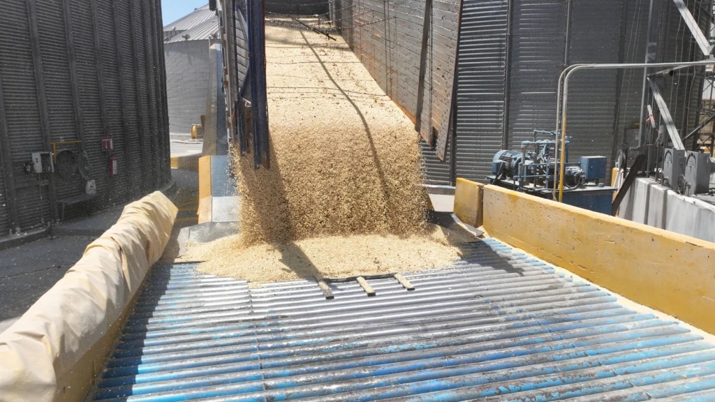 Exigen frenar la saturación de importaciones de maíz en plena cosecha