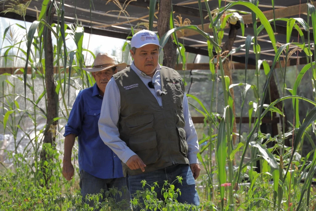 Más de 30 millones de pesos llegarán a Sonora con Sembrando Vida