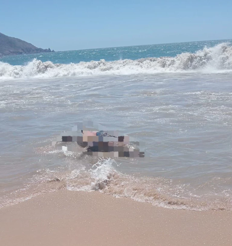 Encuentran a dos mamíferos sin vida en playas de Mazatlán