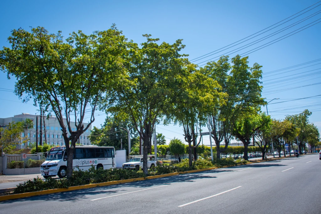 Avanza rehabilitación de camellón en bulevar José Limón 