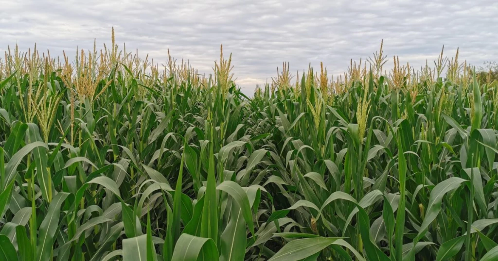 Territorios agrícolas se han convertido en construcciones