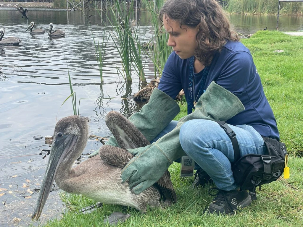 Mil animales han sido rescatados por el Hospital de la Fauna del Acuario Mazatlán
