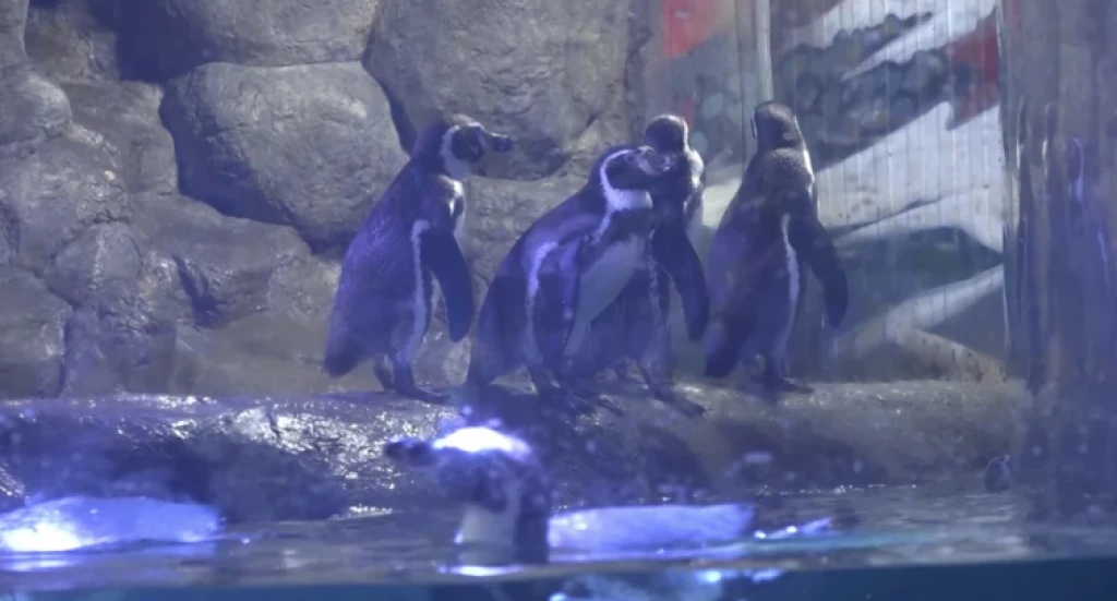 Acuario avanza con pago de adeudo tras firma de convenio con el Ayuntamiento de Mazatlán
