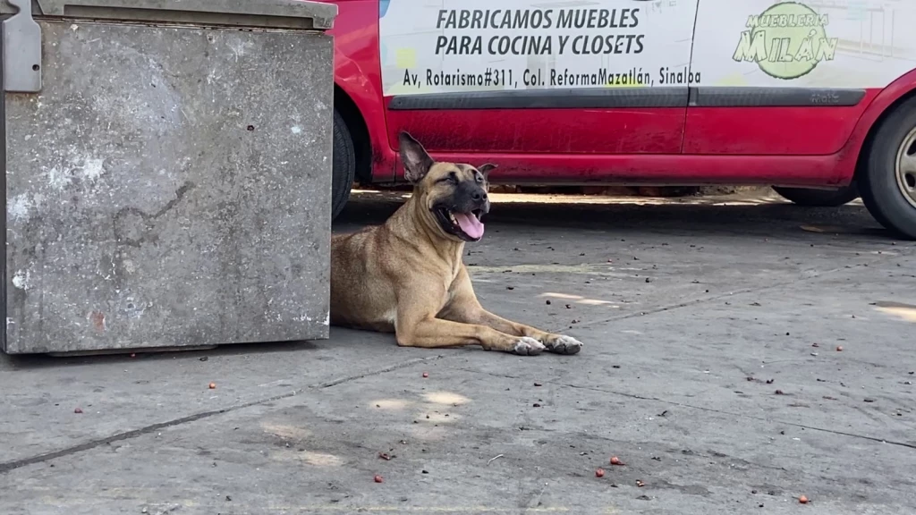 Llama Ecología de Mazatlán ha cuidar a las mascotas en esta temporada de calor 