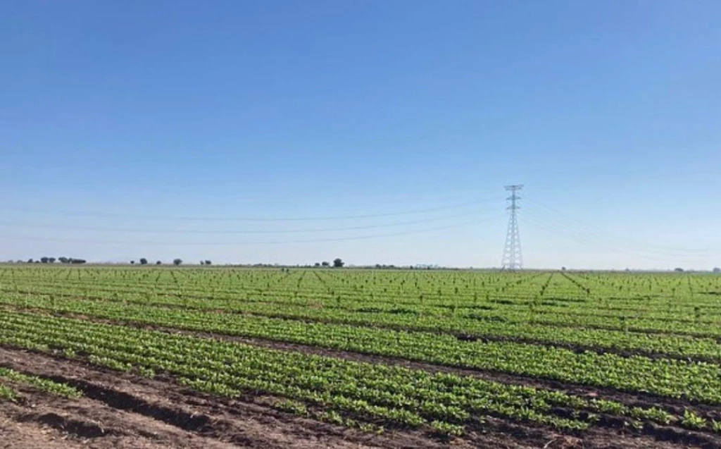Avanzan pagos a productores de maíz