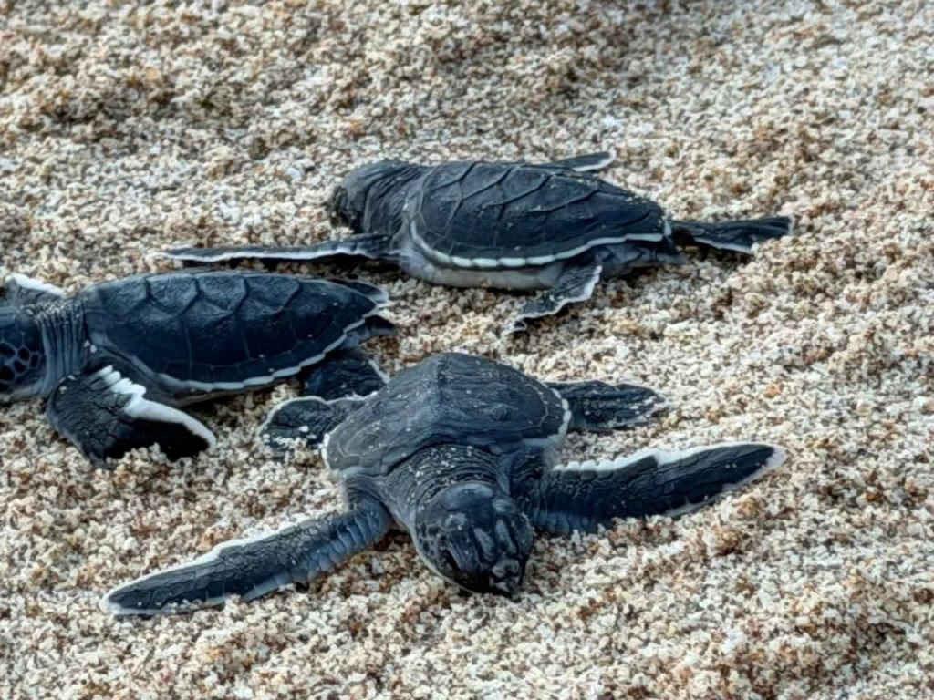 OAP alista operativo por temporada de anidación de tortugas