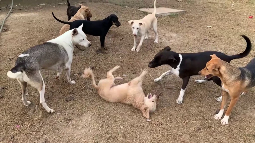 Hasta 30 reportes a la semana de maltrato animal recibe Ecología de Mazatlán