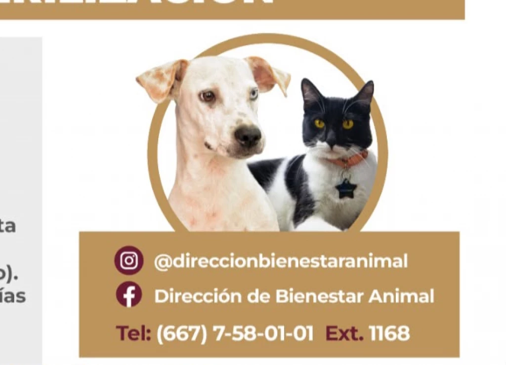Invitan a campaña gratuita de esterilización