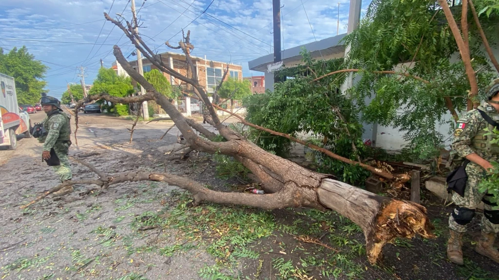 Atienden caída de 16 árboles por rachas de viento en Culiacán