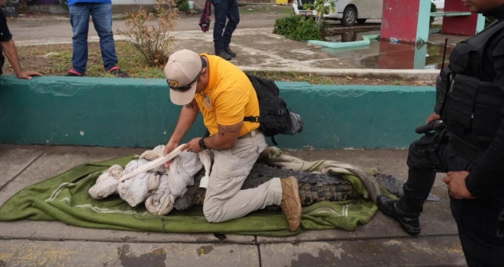¡Un cocodrilo caminaba por las calles de Mazatlán!