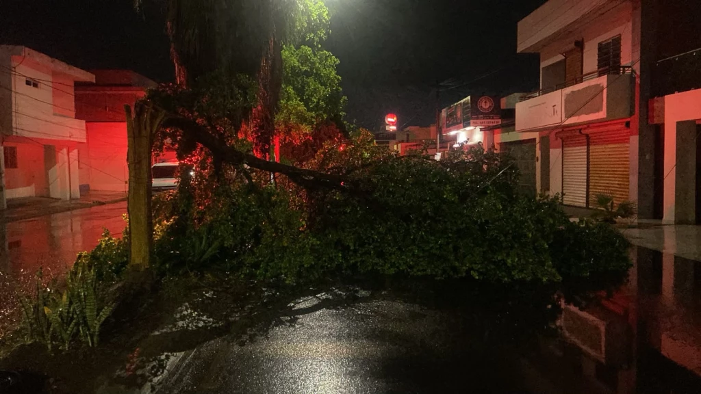 Lluvias dejan caída de árboles en Culiacán