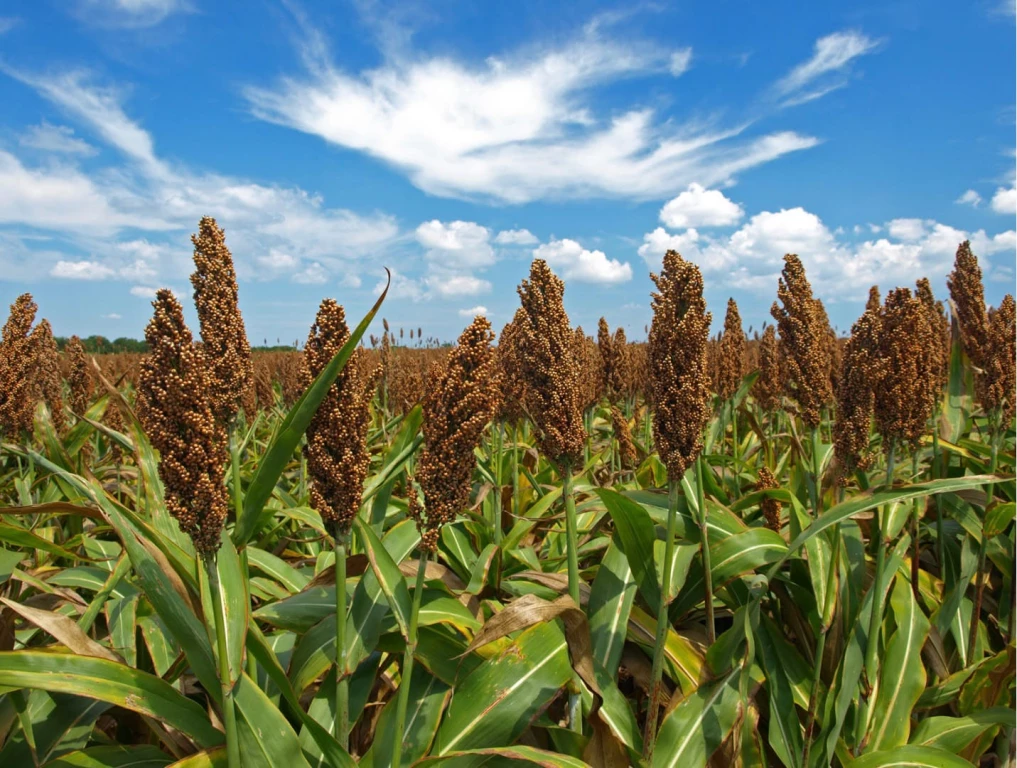 China aumenta solicitud de sorgo sinaloense