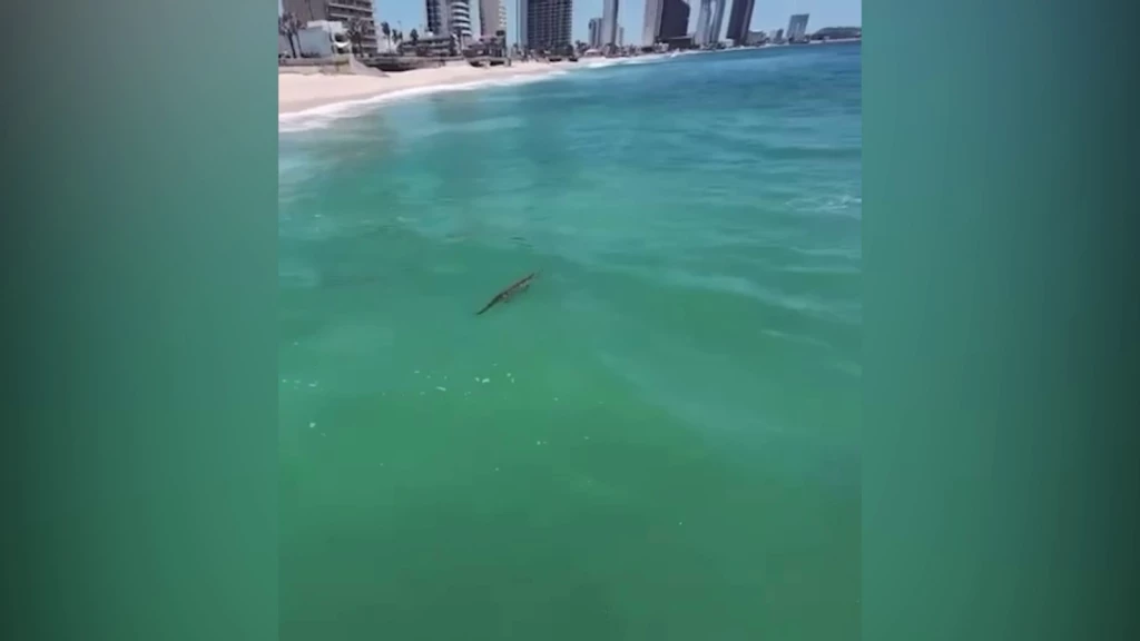 Por tercer día permanecen cerradas algunas playas de Mazatlán por presencia de cocodrilo