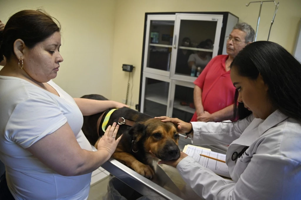 Por altas temperatura a extremar cuidados en las mascotas