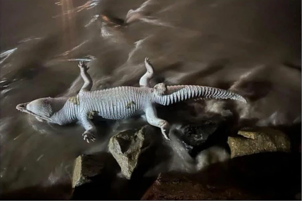 Condena muerte de 11 cocodrilos en Jalisco y Nayarit
