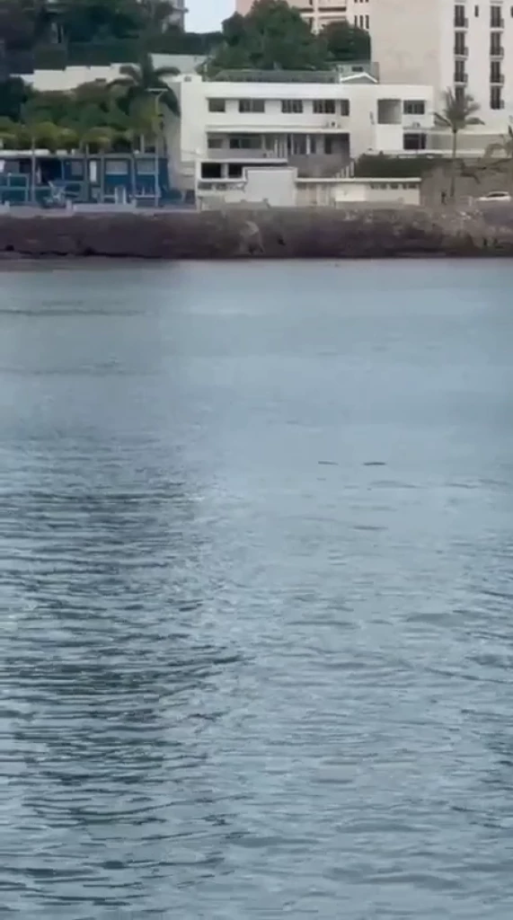 ¡Otra vez un cocodrilo en las Playas de Mazatlán!