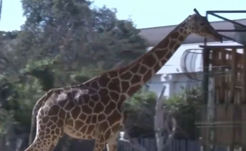 Muere la jirafa Yuli del zoológico de Culiacán