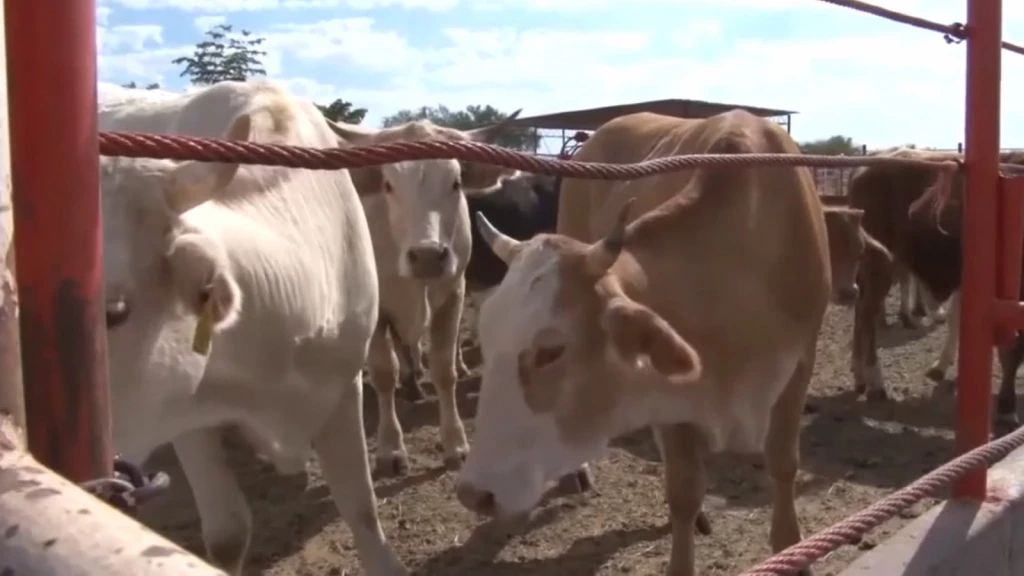 Producción y liberación de mosca estéril clave para erradicar el gusano barrenador