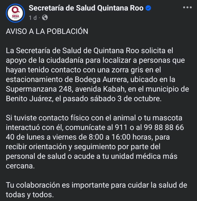 Emiten alerta sanitaria en Cancún tras detectar posible riesgo de rabia por una zorra gris