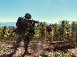 Elimina ejército mexicano 1.6 hectáreas de marihuana en Badiraguato
