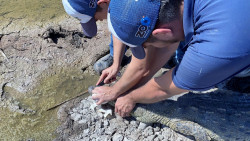 Zoológico de Culiacán libera un cocodrilo y un coatí