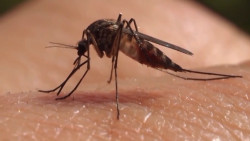 Exhorta PAN Cajeme a autoridades de salud redoblar esfuerzos en el combate del Dengue