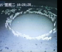 Ovejas de china han caminado en círculo durante más de 16 días: expertos explican este comportamiento