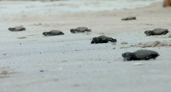 Mil 353 nidos de tortuga protegidos por Acuario Mazatlán