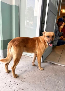 El amor perruno de “El Palomo”, salvó la vida de su amo, Don Goyo